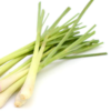 Lemongrass Plant