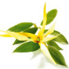 Ylang Ylang Flower